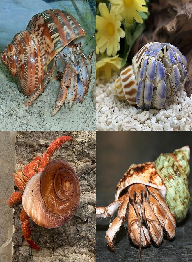 QICQDRAM 4 PCS Large Hermit Crab Shells 2~3.5Inch Natural Hermit Crab Shells 1~1.5Inch Opening, for Hermit Replacement Shells Hermit Crab Supplies - Image 5